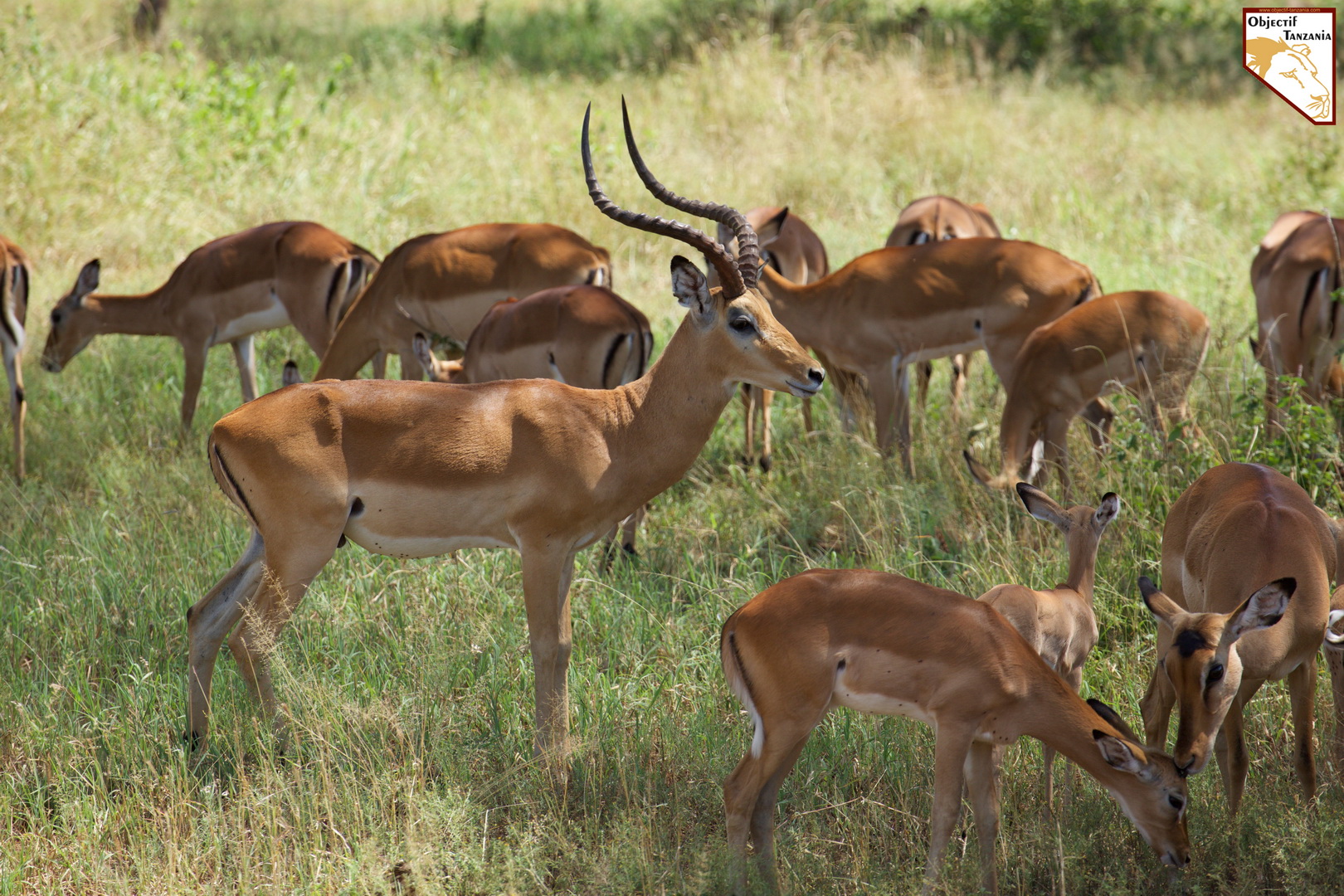 Votre safari à la carte en Tanzanie par OBJECTIF TANZANIA - Organisez votre safari sur mesure - safari de luxe