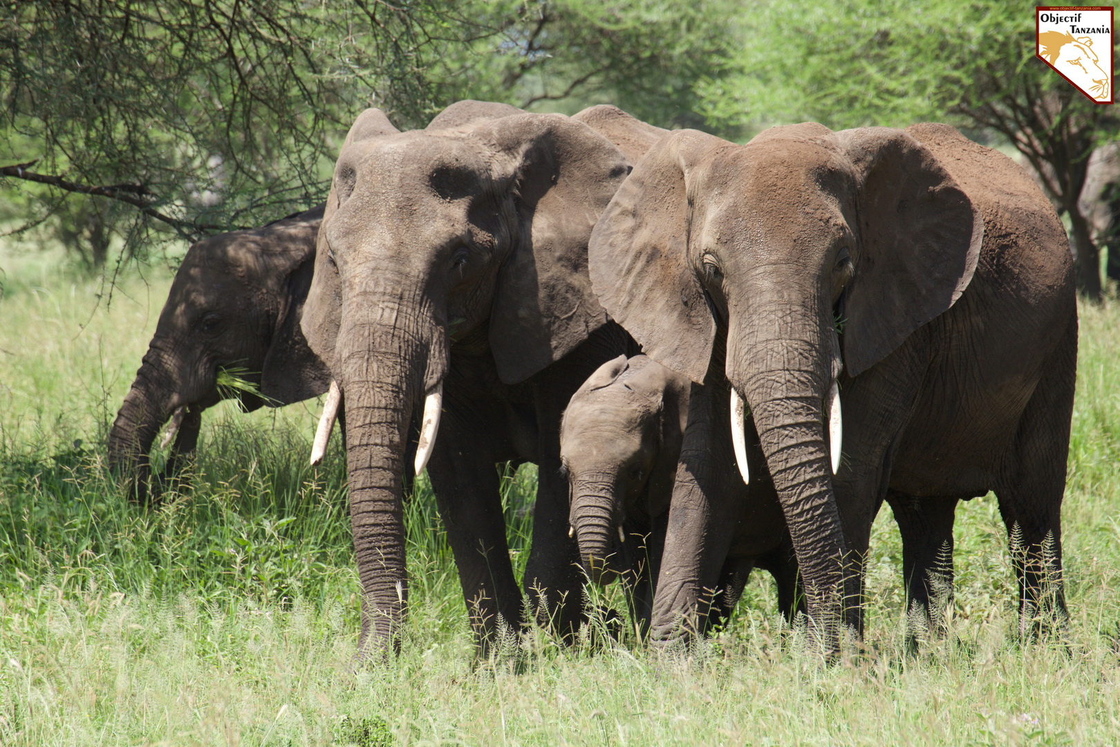 Votre safari à la carte en Tanzanie par OBJECTIF TANZANIA - Organisez votre safari sur mesure - safari de luxe