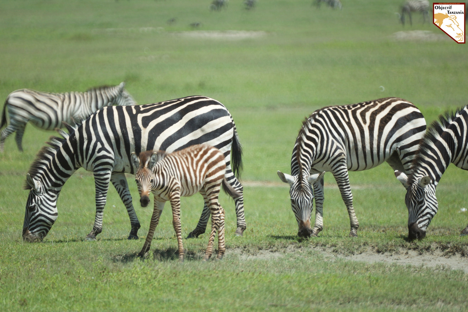 Votre safari à la carte en Tanzanie par OBJECTIF TANZANIA - Organisez votre safari sur mesure - safari de luxe